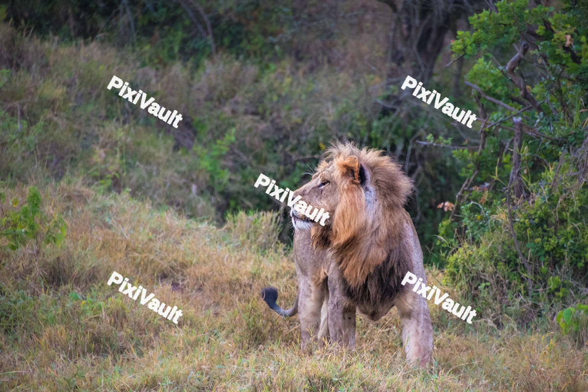 Side view of a Lion walking
